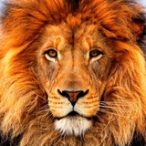 The Lions Den - Trade Journal logo